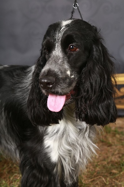 Chien de l'élevage